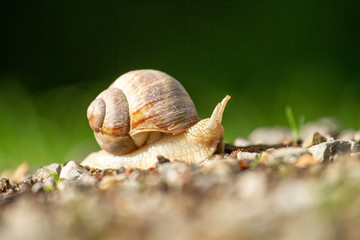 Weinbergschnecke - Schneckenhaus - Langsam - Entschleunigung - Allgäu
