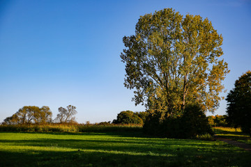 Fototapeta na wymiar Herbst Baum