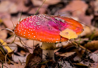 fly agaric