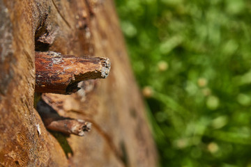 A knot on the tree, close-up. Defocused green grass in the background.