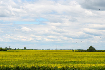 The field is entirely sown with yellow flowers with Telegraph poles in the distance against the blue sky with clouds and birds