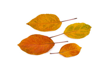 Colorful autumn leaves isolated on white background 