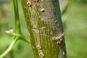 Stalk of a bush bean plant, close-up.