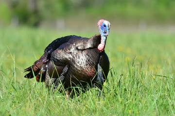 Gobbling Turkey in Cades Cove Tennessee
