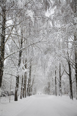 Snowy winter road. Snowfall in the park, snow covered trees landscape