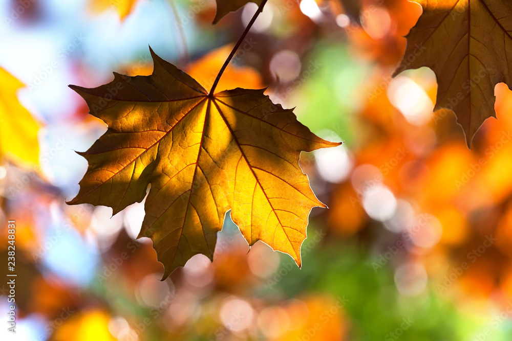 Canvas Prints maple tree leaf macro view. selective focus