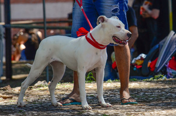 cachorro dog pet
