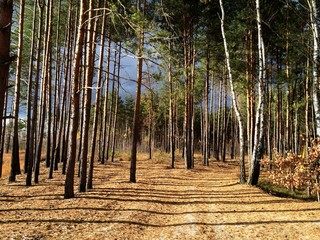 Pine trees in the forest