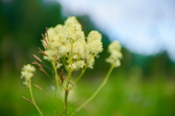 Blossome herbs on the background of forest and sky, close-up