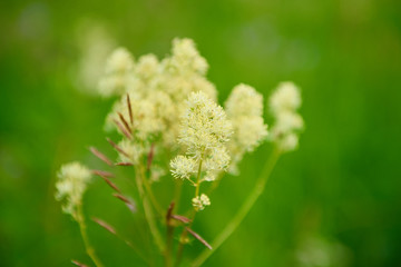 Blossome herbs on a green background, close-up