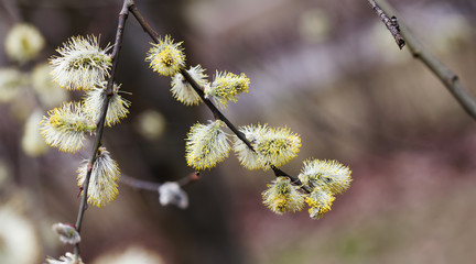 Blooming flowering pussy willow catkin branch and fly. Beautiful spring floral background. Macro view, shallow depth of field. copy space.