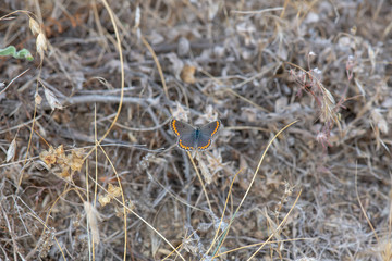Lycaenidae / Çokgözlü Esmer / / Polyommatus agestis