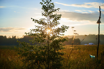 Sunlight through branches of the tree at summer festival