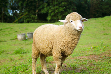 Naklejka na ściany i meble Sheep on a mountain farm
