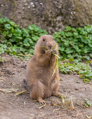 Prairie dog standing upright