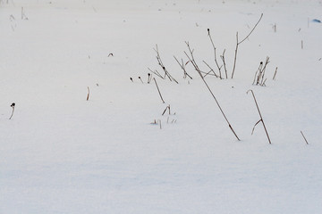 frozen nature details. tree branches and grass in snow
