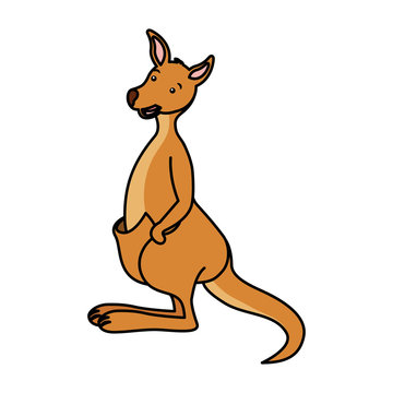 kangaroo australian fauna on white background