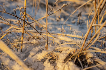 frozen nature details. tree branches and grass in snow