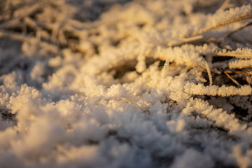 frozen nature details. tree branches and grass in snow
