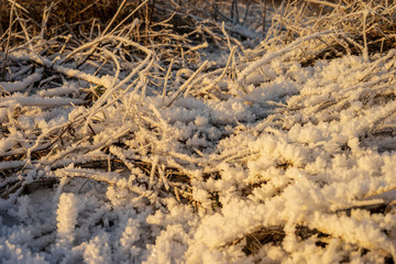 frozen nature details. tree branches and grass in snow