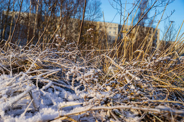 Fototapeta premium frozen nature details. tree branches and grass in snow