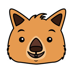 wombat face australian wildlife white background