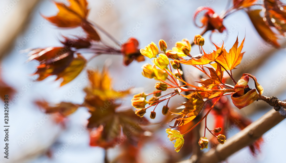 Canvas Prints beautiful spring time floral background with red maple tree branch. shallow depth of field, bright c