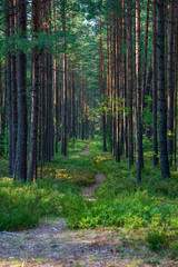 tourist hiking trail track in green summer forest