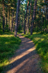 tourist hiking trail track in green summer forest