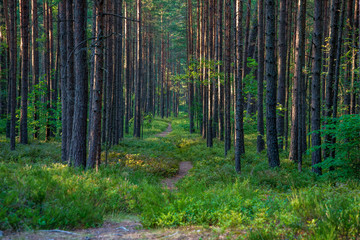 Obraz premium tourist hiking trail track in green summer forest
