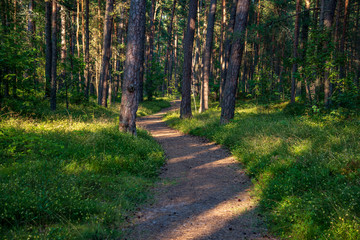 Fototapeta premium tourist hiking trail track in green summer forest