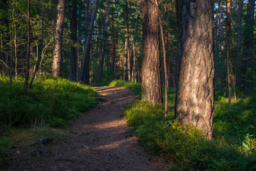 tourist hiking trail track in green summer forest