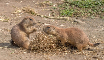 A cute scene of two loving prairie dogs close together