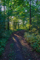 tourist hiking trail track in green summer forest