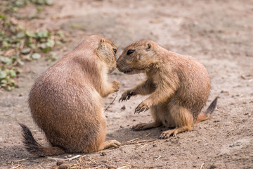 A cute scene of two loving prairie dogs close together
