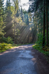 Naklejka premium beautiful morning sun light shining through the trees on the road, sun rays