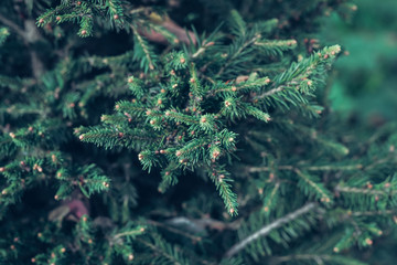 Closeup photo of green needle pine tree on the right side of picture. Small pine cones at the end of branches. Blurred pine needles in background