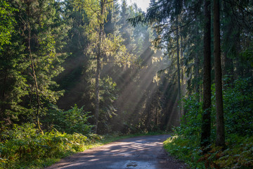 Obraz premium beautiful morning sun light shining through the trees on the road, sun rays