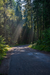 Fototapeta premium beautiful morning sun light shining through the trees on the road, sun rays