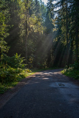 beautiful morning sun light shining through the trees on the road, sun rays