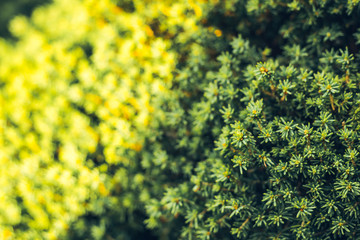 Juniperus communiscommon juniper in forest, Finland. The cones are used to flavour certain beers and gin.