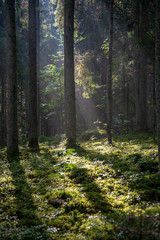 beautiful morning sun light shining through the trees on the road, sun rays