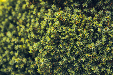 Juniperus communiscommon juniper in forest, Finland. The cones are used to flavour certain beers and gin.