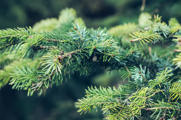 Closeup photo of green needle pine tree on the right side of picture. Small pine cones at the end of branches. Blurred pine needles in background