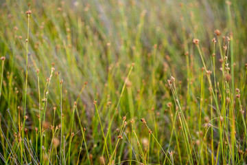 swamp vegetation close up with grass bents and foliage