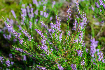 swamp vegetation close up with grass bents and foliage