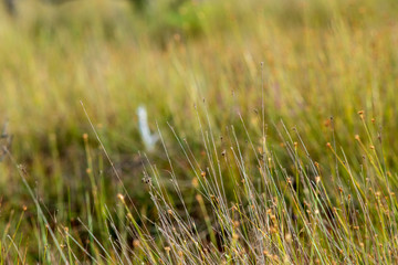 swamp vegetation close up with grass bents and foliage