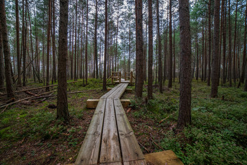 wooden plank boardwalk in swamp area in autumn