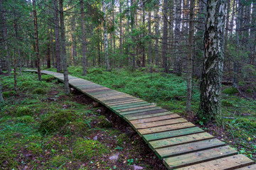 wooden plank boardwalk in swamp area in autumn