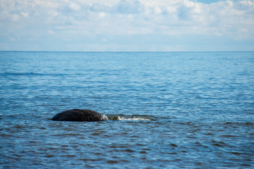 Obraz premium rock covered beach in countryside in Latvia, large rocks in water